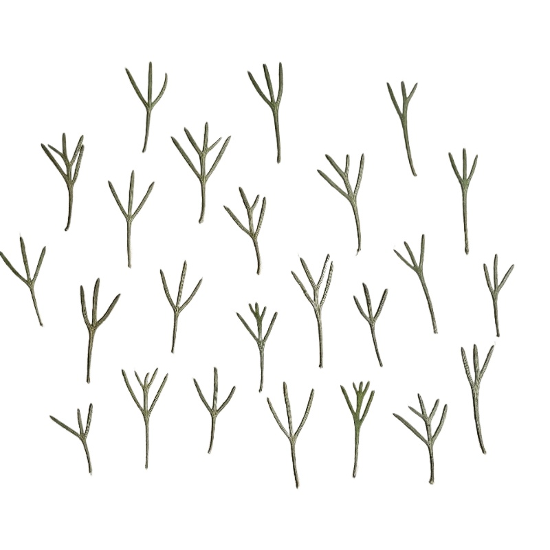Dried Flower Bookmark - 24pcs,Real Pressed Achillea Leaves Dried Flower
