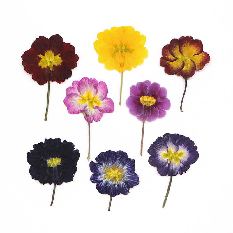 Dried Flower Bookmark - 48Pcs European Primrose Teaching Dried Flowers