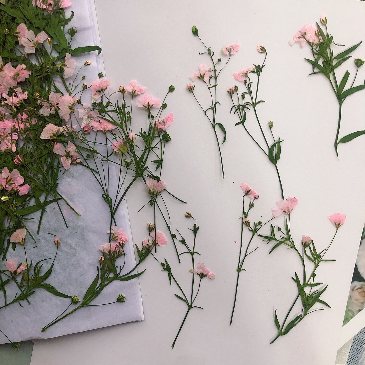 12pcs 5-6cm Dry Flower head Dr - огляд і ціна Dried Flower Bookmark