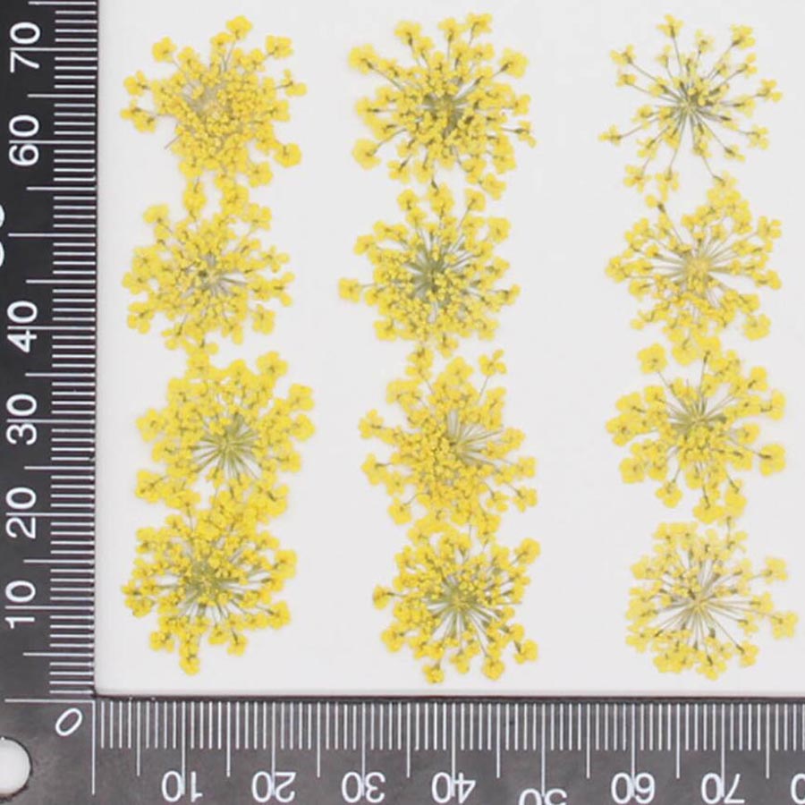 60pcs Pressed Dried 15-20mm Am - огляд і ціна Dried Flower Bookmark