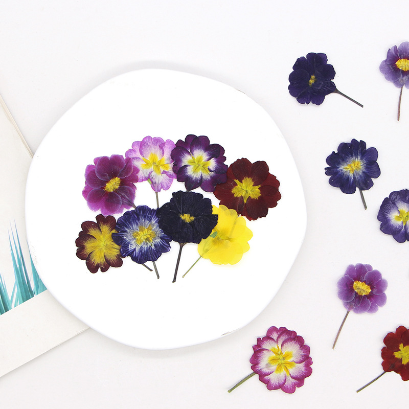48Pcs European Primrose Teachi - огляд і ціна Dried Flower Bookmark