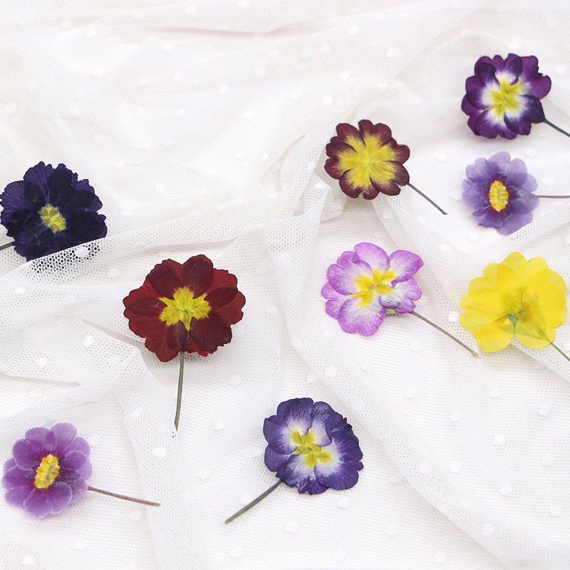 48Pcs European Primrose Teachi - огляд і ціна Dried Flower Bookmark