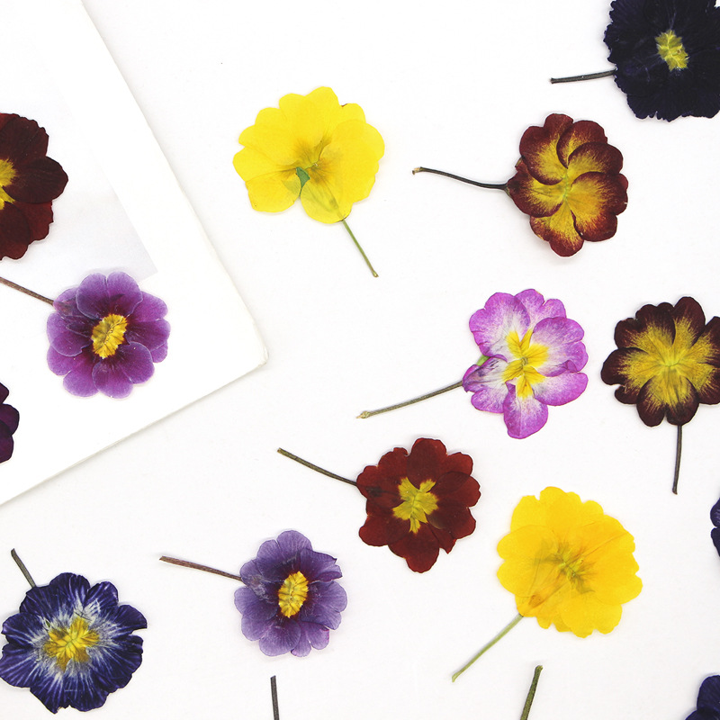 48Pcs European Primrose Teachi - огляд і ціна Dried Flower Bookmark