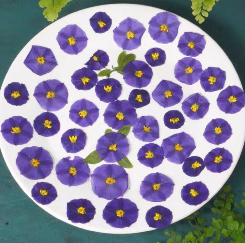 100pcs Pressed Dried Lycianthe - огляд і ціна Dried Flower Bookmark