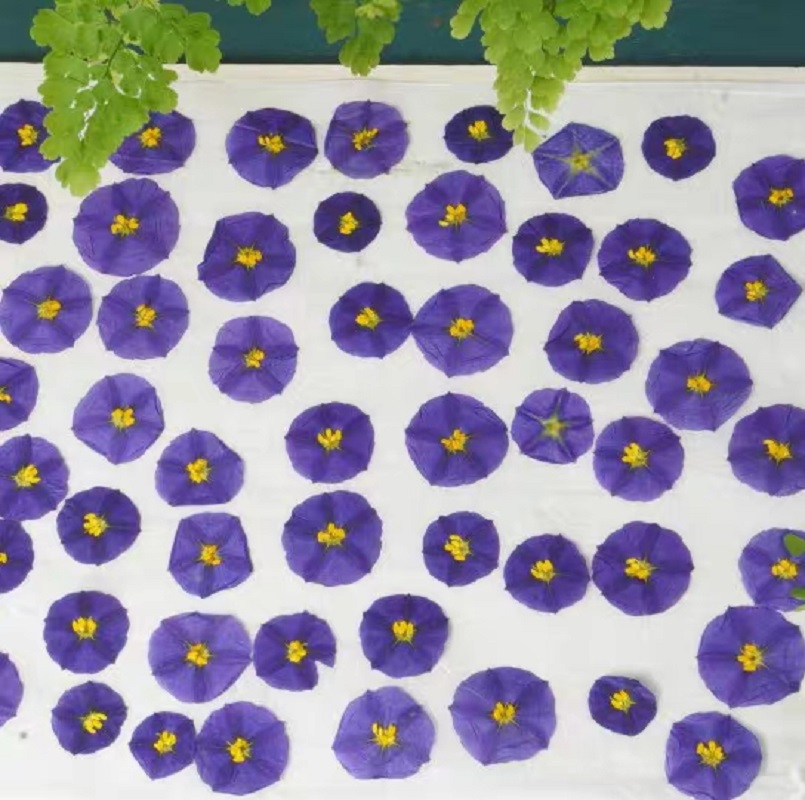 100pcs Pressed Dried Lycianthe - огляд і ціна Dried Flower Bookmark