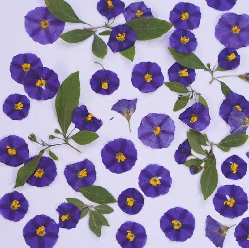 100pcs Pressed Dried Lycianthe - огляд і ціна Dried Flower Bookmark