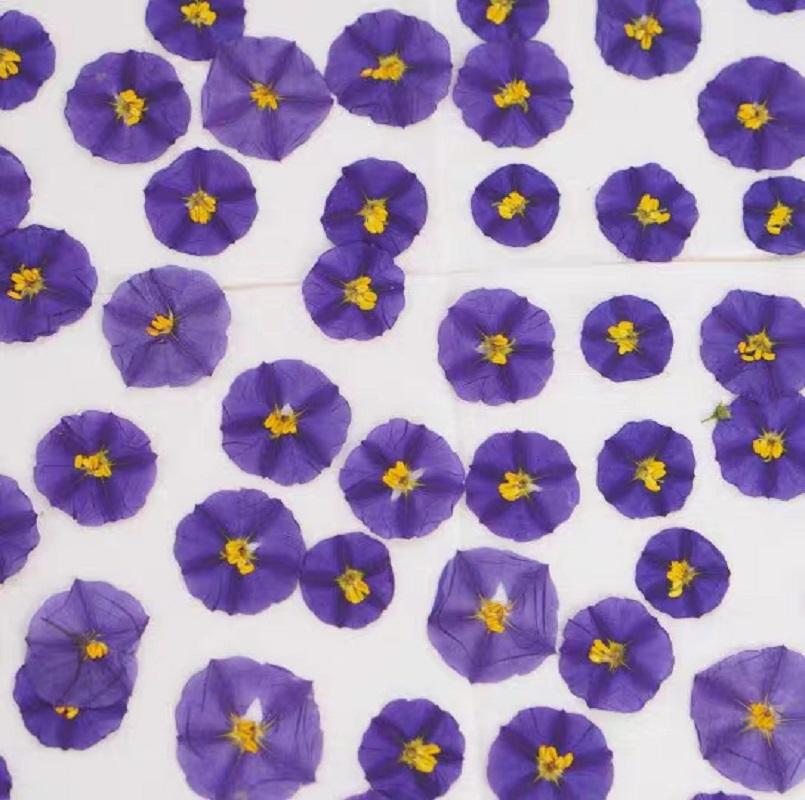 100pcs Pressed Dried Lycianthe - огляд і ціна Dried Flower Bookmark