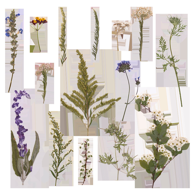 500Pcs Large Package of Fern P - огляд і ціна Dried Flower Bookmark