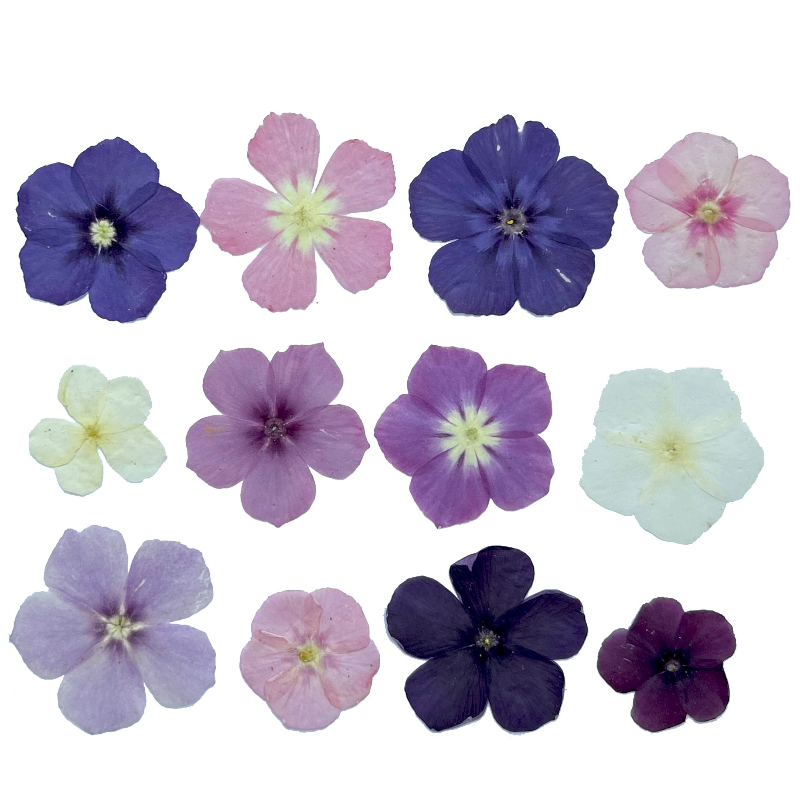 12pcs,Semi-Transparent Niche P - огляд і ціна Dried Flower Bookmark
