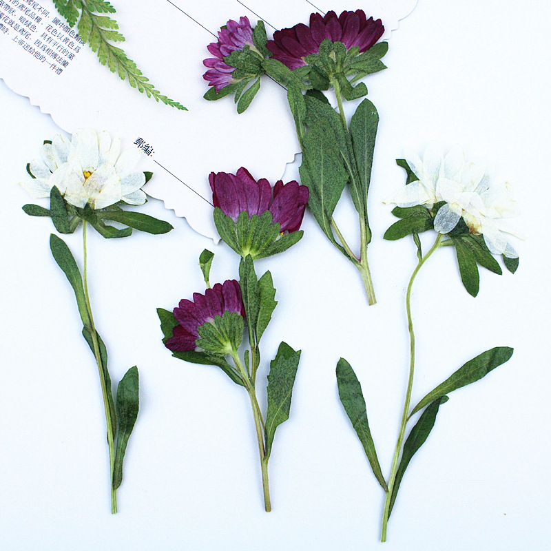 24pcs,Mini Chrysanthemum Press - огляд і ціна Dried Flower Bookmark